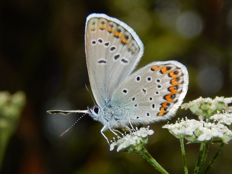 Plebejus cfr. argus